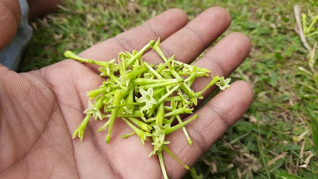 Night blooming jasmine flower. lts other names&nbsp;lady of the night flower, Cestrum nocturnum flower, night-blooming jessamine,&nbsp;night scented jessamine,&nbsp;night-scented cestrum and&nbsp;poisonberry flowers.