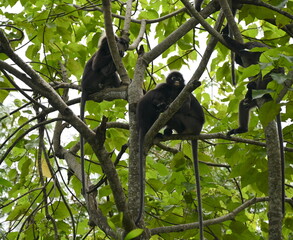 RareLangur or  Dusk leaf monkeys in forest in Malaysia, Langkawi.