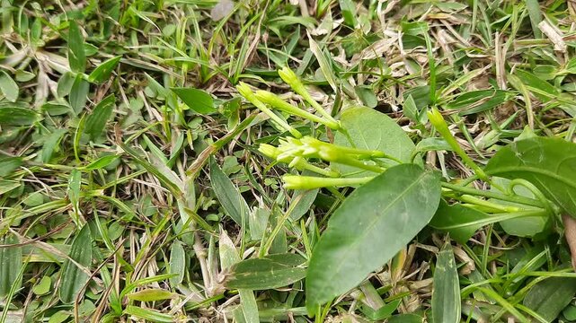 Night blooming jasmine flower. lts other names&nbsp;lady of the night flower, Cestrum nocturnum flower, night-blooming jessamine,&nbsp;night scented jessamine,&nbsp;night-scented cestrum and&nbsp;poisonberry flowers.