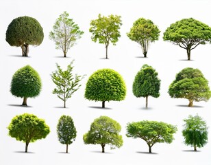Trees collection set. Green plants with leaves, garden botanical 