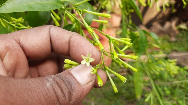 Night blooming jasmine flower. lts other names&nbsp;lady of the night flower, Cestrum nocturnum flower, night-blooming jessamine,&nbsp;night scented jessamine,&nbsp;night-scented cestrum and&nbsp;poisonberry flowers.