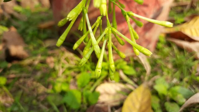Night blooming jasmine flower. lts other names&nbsp;lady of the night flower, Cestrum nocturnum flower, night-blooming jessamine,&nbsp;night scented jessamine,&nbsp;night-scented cestrum and&nbsp;poisonberry flowers.