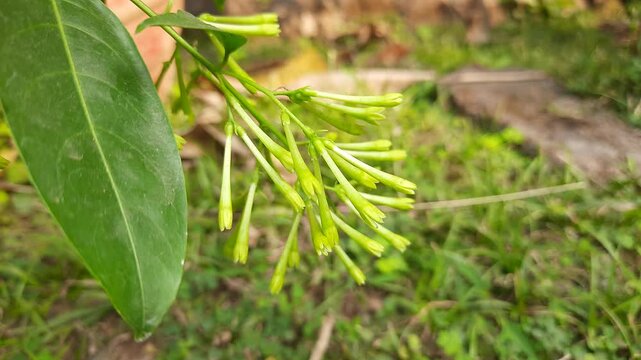 Night blooming jasmine flower. lts other names&nbsp;lady of the night flower, Cestrum nocturnum flower, night-blooming jessamine,&nbsp;night scented jessamine,&nbsp;night-scented cestrum and&nbsp;poisonberry flowers.