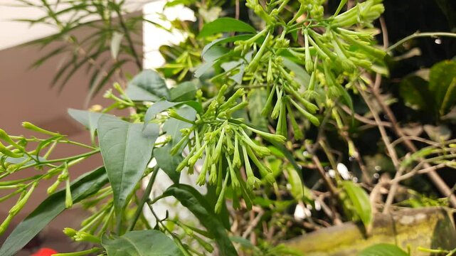 Night blooming jasmine flower. lts other names&nbsp;lady of the night flower, Cestrum nocturnum flower, night-blooming jessamine,&nbsp;night scented jessamine,&nbsp;night-scented cestrum and&nbsp;poisonberry flowers.