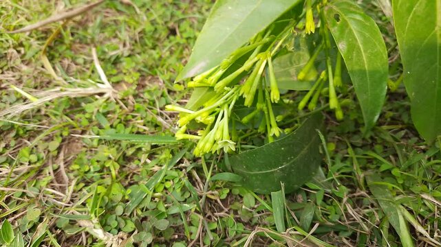 Night blooming jasmine flower. lts other names&nbsp;lady of the night flower, Cestrum nocturnum flower, night-blooming jessamine,&nbsp;night scented jessamine,&nbsp;night-scented cestrum and&nbsp;poisonberry flowers.