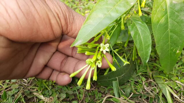 Night blooming jasmine flower. lts other names&nbsp;lady of the night flower, Cestrum nocturnum flower, night-blooming jessamine,&nbsp;night scented jessamine,&nbsp;night-scented cestrum and&nbsp;poisonberry flowers.