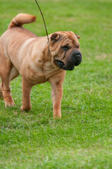 Sharpei dog walking on grass