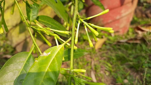 Night blooming jasmine flower. lts other names&nbsp;lady of the night flower, Cestrum nocturnum flower, night-blooming jessamine,&nbsp;night scented jessamine,&nbsp;night-scented cestrum and&nbsp;poisonberry flowers.