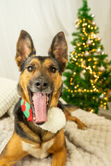 perro temática de navidad