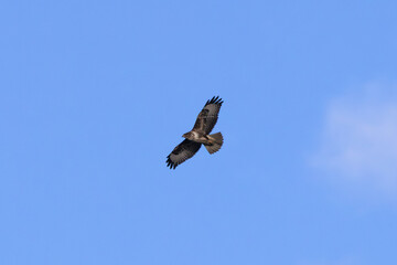 Common Buzzard (Buteo buteo), spotted over Baldoyle Racecourse, Dublin; common in Europe.