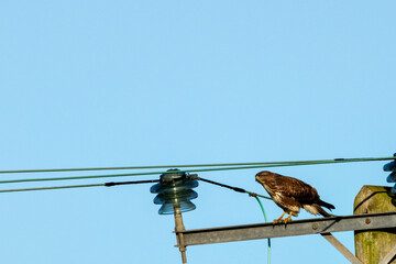 Common Buzzard (Buteo buteo), spotted over Baldoyle Racecourse, Dublin; common in Europe.