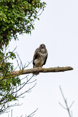 Common Buzzard (Buteo buteo), spotted over Baldoyle Racecourse, Dublin; common in Europe.