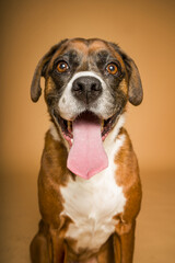 perro mirando a cámara