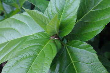 brown beetle on a leaf