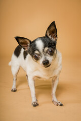 chihuahua feo