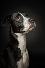 perro mirando sobre fondo negro