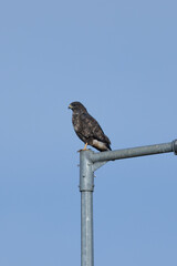 Common Buzzard (Buteo buteo), spotted over Baldoyle Racecourse, Dublin; common in Europe.