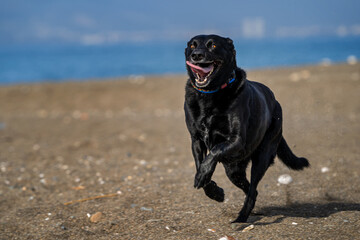 black dog running in a beach