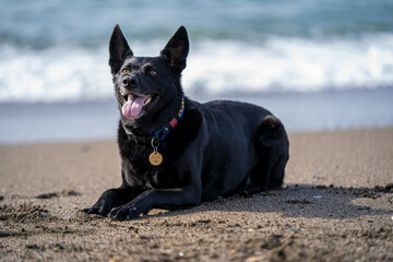black dog in a beach