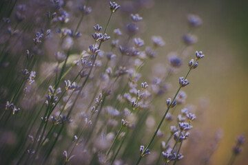 Blooming lavender field. Lavender sprigs close-up on a blurred purple background. Essential oil culture. Aromatherapy concept. Lavender oil. Cosmetology. © Cristina