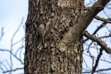 Obraz premium Little bird is climbing up a tree, leaning on its tail