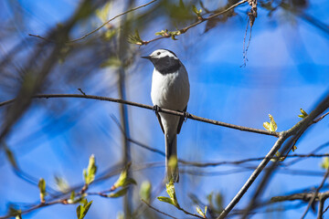 Little Bird sits on the tree branch on a spring day