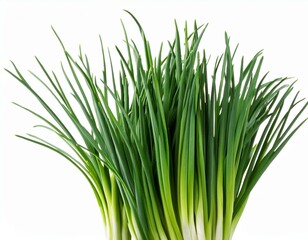 Chives flower or Chinese Chive isolated on white background.