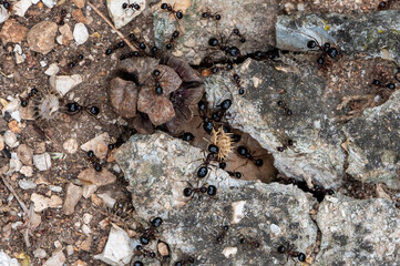 Carpenter ants, Camponotus spp, collecting leaves and grasses to take back to the nest, Milna, Brac Island, Croatia