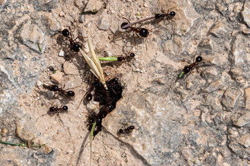 Carpenter ants, Camponotus spp, collecting leaves and grasses to take back to the nest, Milna, Brac Island, Croatia