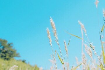 A close-up of tall grass against a bright blue sky.