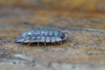 Closeup on a shiny woodlouse, Oniscus asellus