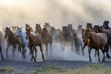 Horses_2