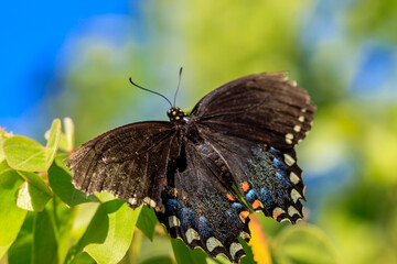A black butterfly is perched on a leaf