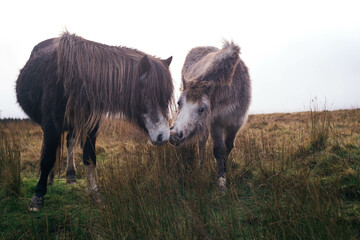 Two Welsh ponies giving a kiss each other