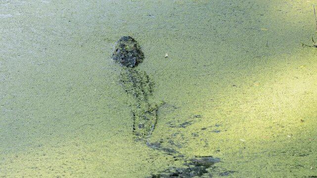 American alligator stalking prey in a swamp in the American South.