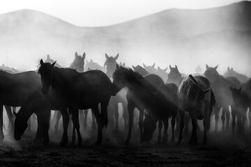 Horses_3