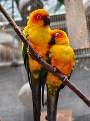 parrot couple © IzdiharAdib