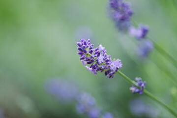 close up lavender, close-up of a lavender stalk, lavender petals with green background, blue petals, lilac blossom, lilac petals, summer flowers, flower for insects, Lavandula