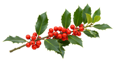 Red berries with green leaves branch