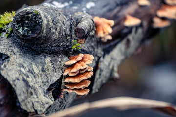 Group of Plicaturopsis crispa specimens growing on wood