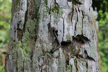 coconut tree trunk and rusty nail stuck in it