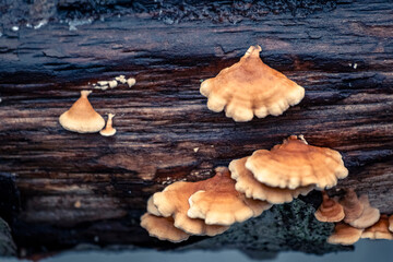 Group of Plicaturopsis crispa specimens growing on wood