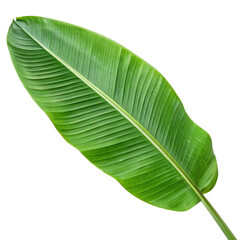 green leaf isolated on white  transparent background, png