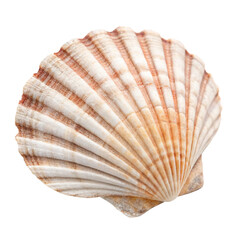 seashell isolated on white  transparent background, png