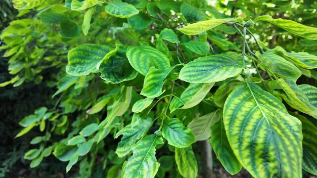Closeup footage of Phyllodium pulchellum plants growing in the garden on a sunny day