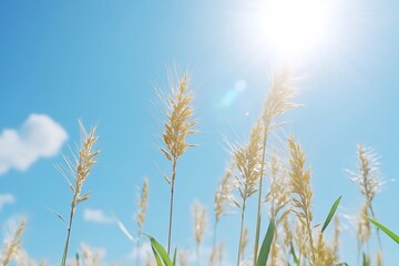 Obraz premium Sunlit wheat stalks against a clear blue sky create a serene landscape.