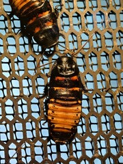 cockroach meeting