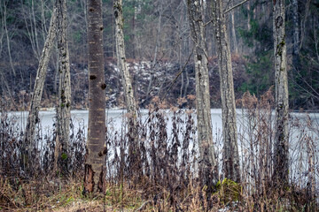 tree trunks in winter. Trees on pond bank. Ice covered water surface.