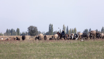 herdsmen live in nomadic lifestyle in issyk-kul region countryside. Kyrgyzstani is nomads in central asia history. 