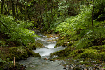 Obraz premium River flowing through woodland in Lake District